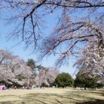 稲荷山公園　桜　満開